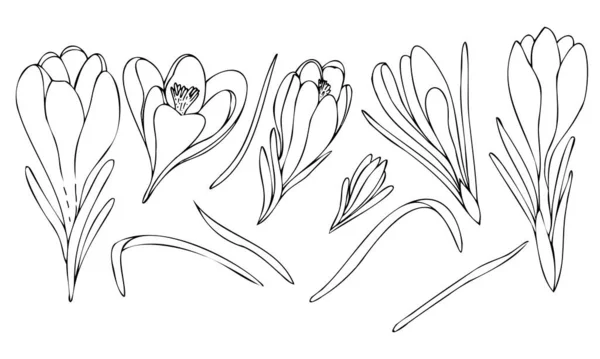 흑백의 식물학적 등고선 스케치 정원의 크로커스 — 스톡 벡터