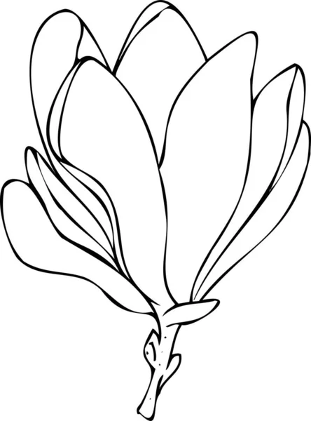 Vektor Černý Bílý Botanický Prvek Obrys Lineární Kresba Freehand Skica — Stockový vektor
