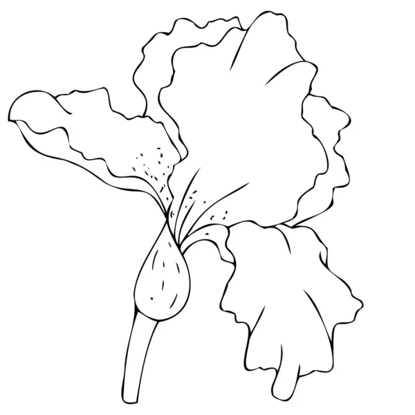 Vetor Elemento Botânico Preto Branco Contorno Desenho Linear Esboço Mão — Vetor de Stock