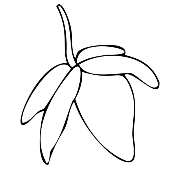 Векторний Чорно Білий Ботанічний Елемент Контур Лінійний Малюнок Книжка Розмальовка — стоковий вектор