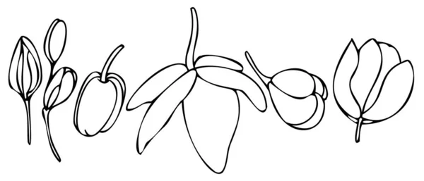 矢量集黑白植物学元素 等高线 着色书 速写素描 野花和花园花 凤梨和芽 — 图库矢量图片