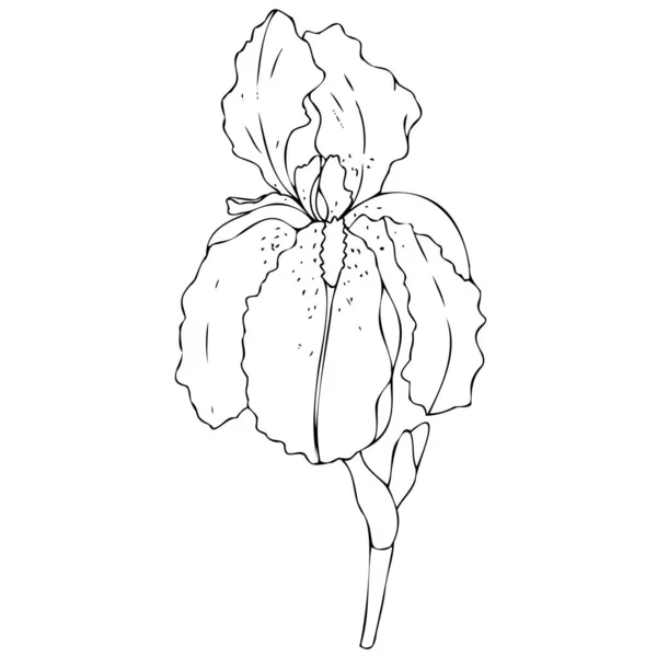 矢量黑白植物学元素 等高线 线性绘图 写意草图 野花和花园花 着色书 — 图库矢量图片