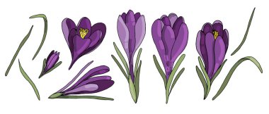 Renkli botanik elementlerin vektör kümesi, kontur, serbest çizim, mor bahçe timsahları