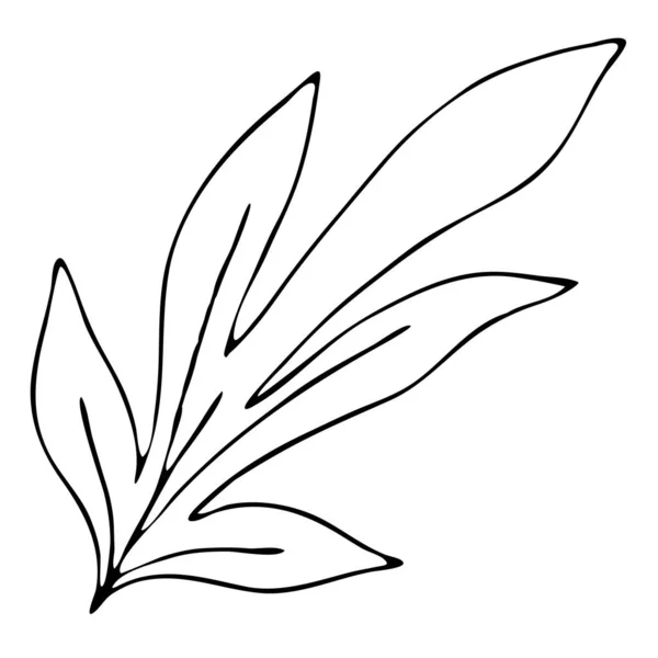 Hoja Tallada Otoño Castaño Dibujo Mano Alzada Elemento Vectorial Estilo — Vector de stock