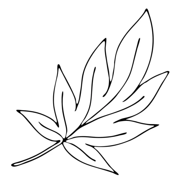 Hoja Tallada Otoño Castaño Dibujo Mano Alzada Elemento Vectorial Estilo — Vector de stock