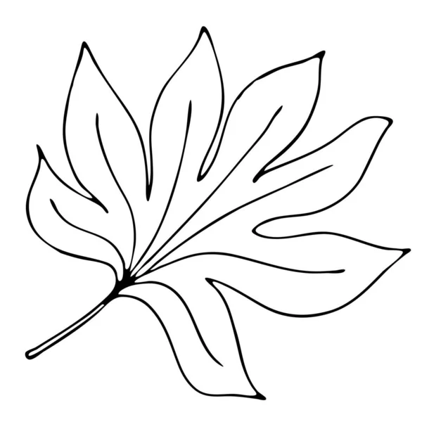 Φθινόπωρο Σκαλιστά Φύλλα Κάστανο Freehand Σχέδιο Διανυσματικό Στοιχείο Στυλ Doodle — Διανυσματικό Αρχείο