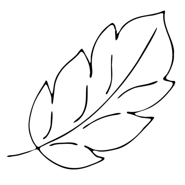 秋天的叶子 自由绘画 涂鸦风格的矢量元素 着色书 黑色轮廓 — 图库矢量图片