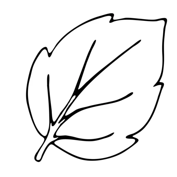 Podzimní List Kresba Freehand Vektorový Prvek Stylu Doodle Omalovánky Černý — Stockový vektor