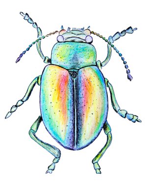 El yazısıyla renkli kalemler, beyaz arka planda renkli chafer böceği.