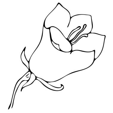 Çan çiçeği, karalama stili vektör ögesi, boyama kitabı, elle yapılan siyah beyaz botanik illüstrasyon