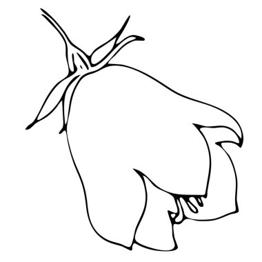 Çan çiçeği, karalama stili vektör ögesi, boyama kitabı, elle yapılan siyah beyaz botanik illüstrasyon