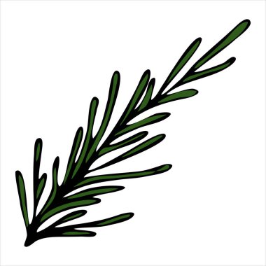 çam dalı, kozalak, karalama stili vektör ögesi, dekoratif öge