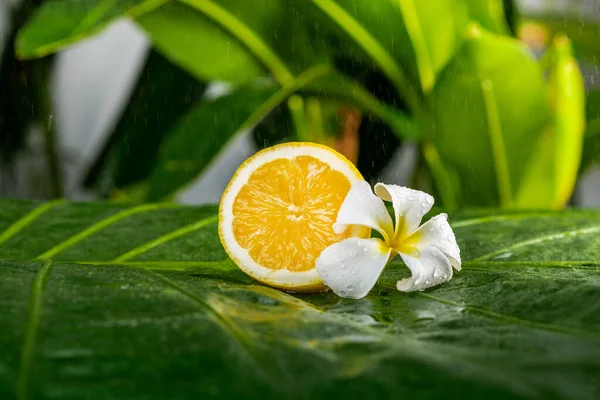 Citron Frais Juteux Avec Fleur Plumeria Sur Une Feuille Verte — Photo