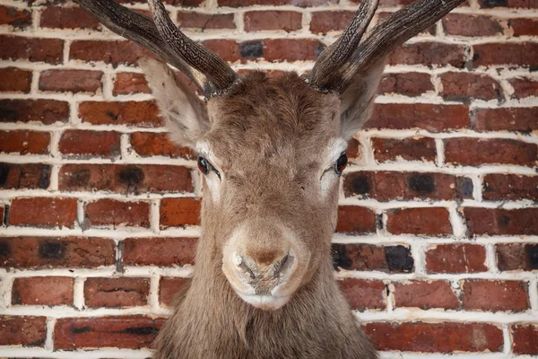 Deer head on a brick wall. Close-up