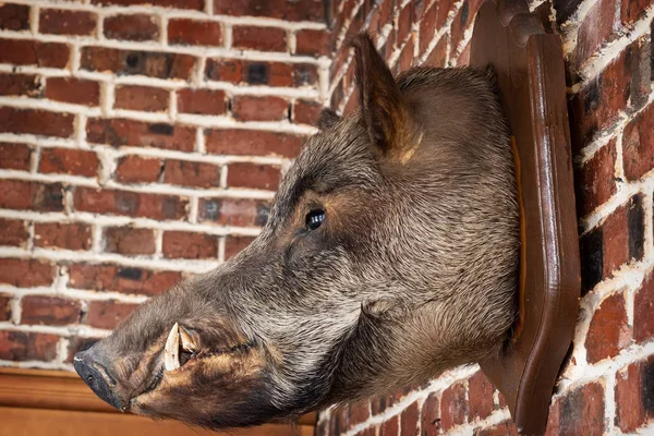 The hunting trophy. Wild boar head on a hanging brick wall