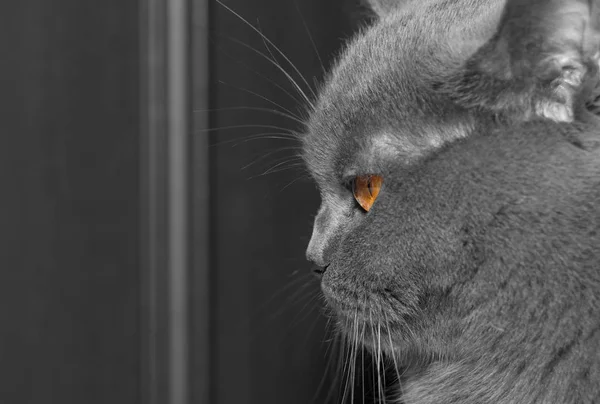 Schnauze Der Grauen Britischen Katze Nahaufnahme — Stockfoto