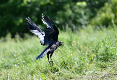  siyah kuzgun çıkar