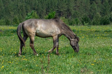 Atlar yeşil bir çayırda uzanır. Atlar çimlerin üzerinde dinleniyor. Bir grup at.