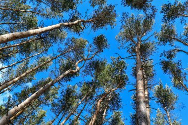 parlak mavi gökyüzüne karşı çam ormanı.