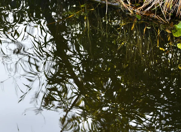 sazlık ve diğer bataklık bitkileri nin suyunda güzel yansıması.
