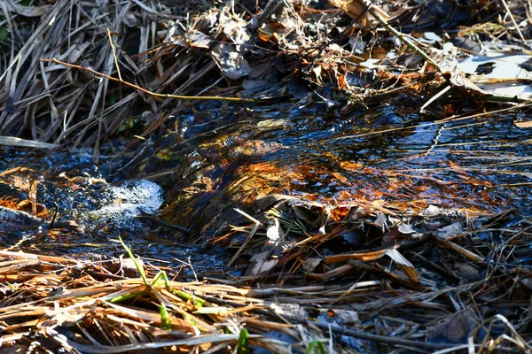 Ein kleiner Quellbach fließt im Wald. — Stockfoto