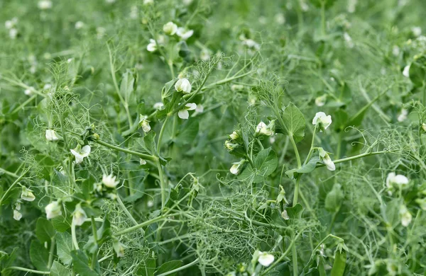 pea field at the stage of flowering and tying pods.