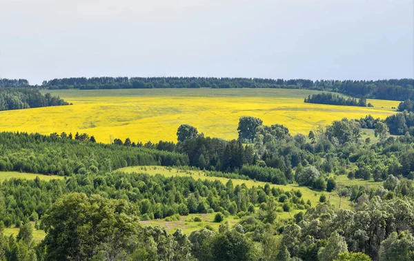 Rapeseed field in the middle of the forest.