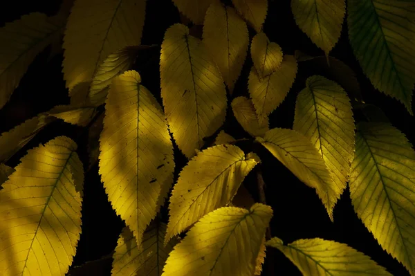 Folhas de outono caídas. Folhas amarelas de olmo . — Fotografia de Stock