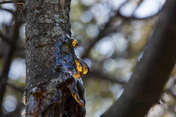 Resina em um tronco de ameixa . — Fotografia de Stock