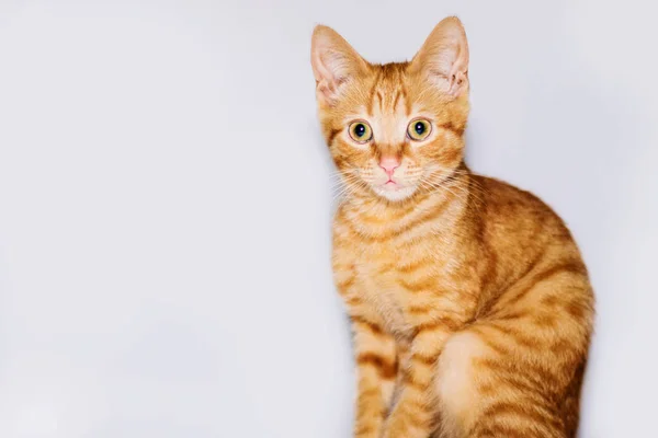 Bellissimo Gattino Dai Capelli Rossi Giace Uno Sfondo Bianco — Foto Stock