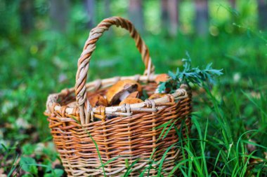 Yeşil çimlerde mantarlı hasır sepet, sonbahar, doğa, kuru yapraklar.