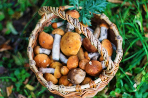 Cesta de mimbre con setas en hierba verde, otoño, naturaleza, hojas secas — Foto de Stock