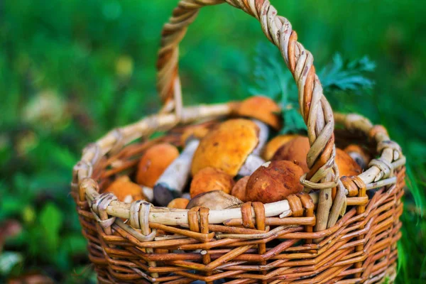 Cesta de mimbre con setas en hierba verde, otoño, naturaleza, hojas secas — Foto de Stock