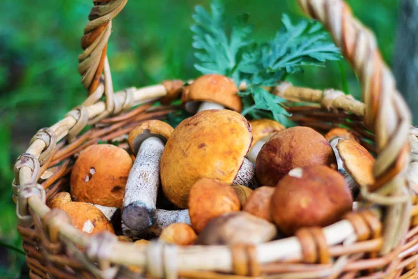 Wicker basket with mushrooms in green grass, autumn, nature, dry leaves — Stock Photo, Image