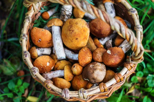 Cesta de mimbre con setas en hierba verde, otoño, naturaleza, hojas secas — Foto de Stock