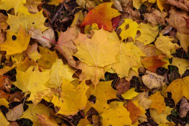 Toprak sarı yapraklarla kaplı, sonbahar.