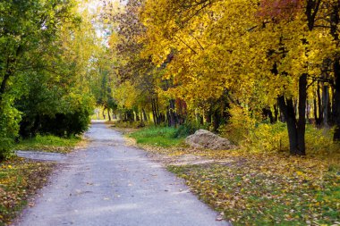 Sonbahar günü yol boyunca ağaçlar ve çalılar