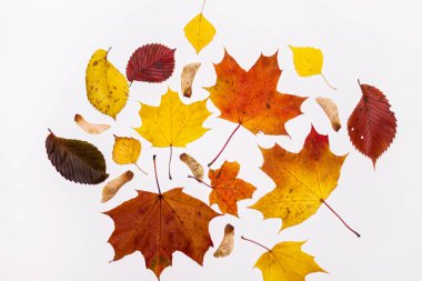 Beyaz zemin üzerinde sonbahar yaprakları yakın plan, kırmızı sarı
