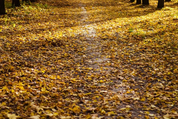 Road in the Park strewn with yellow leaves, autumn — Stock Photo, Image