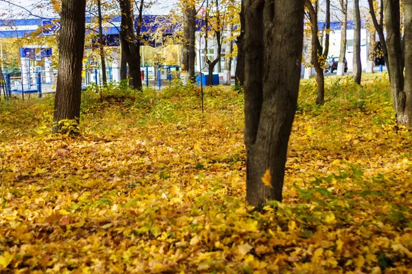 Осенний парк усыпанный желтыми листьями — стоковое фото