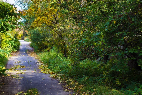 Trees and bushes along the road autumn day — Stock Photo, Image