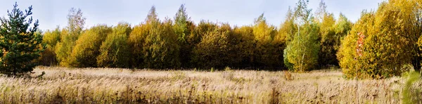 가을의 파노라마 들판 과 뒤에 숲 이 있고 화창 한 날 이 있고 아름다운 자연 풍경이 펼쳐져 있다 — 스톡 사진