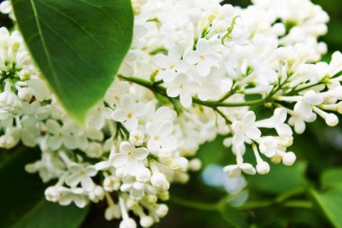 Beyaz leylak çiçekleri, yakın plan, güzel doğal arka plan.