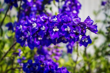 Mavi çanlar güzel bir doğal arka planı kapatır.