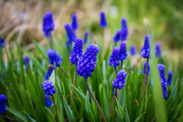 Montón Pequeñas Flores Azules Primer Plano Hermoso Fondo Natural —  Fotos de Stock