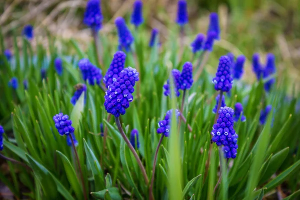 Много Маленьких Голубых Цветов Крупным Планом Красивый Природный Фон — стоковое фото