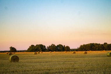 Altın samanlıklarıyla kurumuş bir tarla.