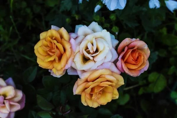 Rosas Coloridas Contra Fundo Folhagem Verde Close — Fotografia de Stock