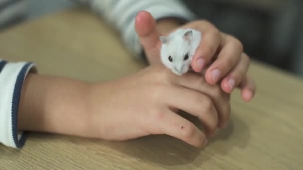 Gewöhnlicher Weißer Hamster Der Hand Eines Glücklichen Kleinen Mädchens Kleines — Stockvideo