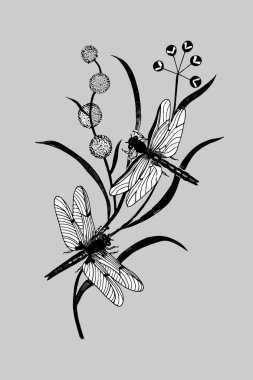  Bitkide iki yusufçuk var. El çiziminin vektör çizimi